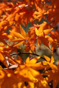 別衝日本了!上海金山這片日本了!