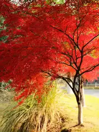 南京棲霞山親子遊|2歲娃解鎖紅葉仙境攻略