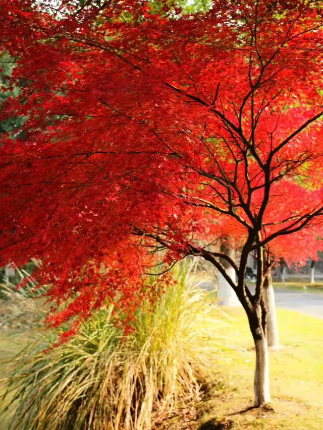 南京棲霞山親子遊|2歲娃解鎖紅葉仙境攻略 南京棲霞山親子遊|2歲娃解鎖紅葉仙境攻略