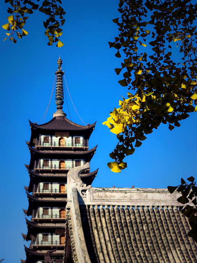 上海小眾銀杏秘境攻略 上海小眾銀杏秘境攻略