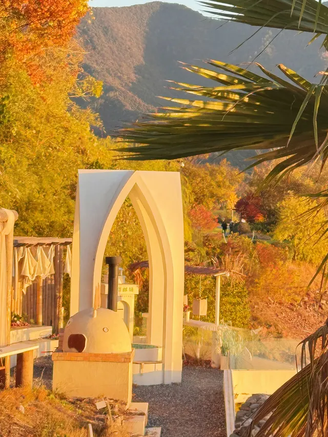 落葉倒數計時!千島湖落日金葉,衝就對了! 落葉倒數計時!千島湖落日金葉,衝就對了!