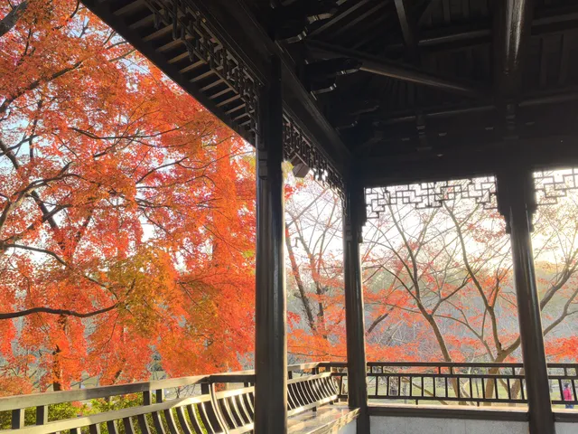 秋日頂流～～明孝陵胭脂雪