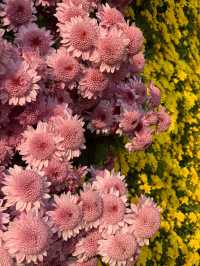 【南寧必打卡|青秀山,藏在城市裡的綠野仙蹤】