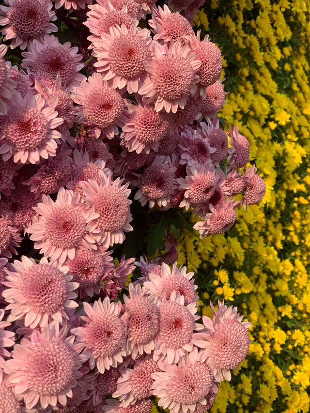 【南寧必打卡|青秀山,藏在城市裡的綠野仙蹤】 【南寧必打卡|青秀山,藏在城市裡的綠野仙蹤】