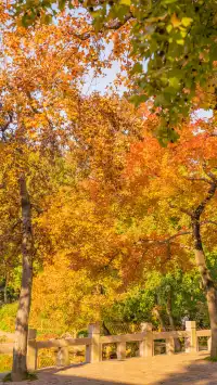 答應我!秋天一定要來一次天平山附攻略