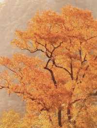 武義牛頭山｜現實版仙俠祕境美到失語