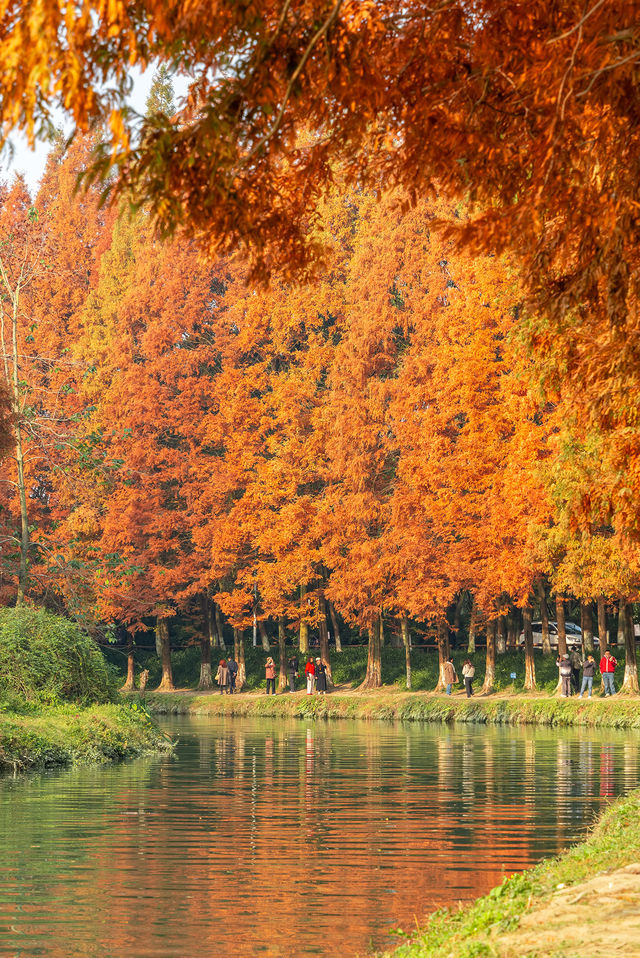 成都昇仙湖公園|晨霧下的水杉林是那麼的夢幻 成都昇仙湖公園|晨霧下的水杉林是那麼的夢幻