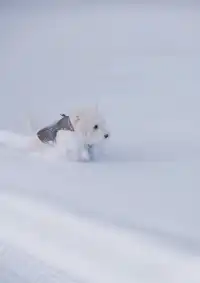 人,下雪天世界就變成了童話