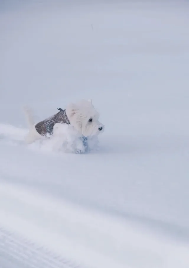 人,下雪天世界就變成了童話 人,下雪天世界就變成了童話