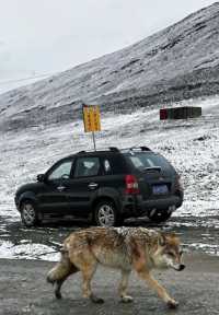 元旦必衝蘭州等地真的美到失語
