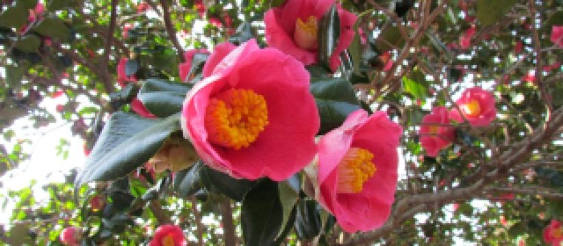 The Izu Oshima Camellia Festival Grandly Held