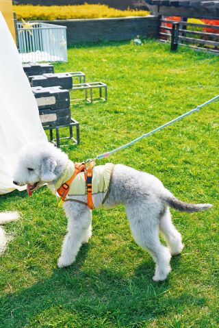 A weekend with your beloved pet in springtime, by Yangcheng Lake.