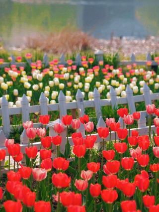 산둥의 숨겨진 꽃밭 비경, 과소평가된 튤립 꽃밭