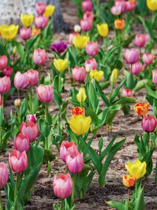 朝陽公園のチューリップ|春限定のロマンチックな風景
