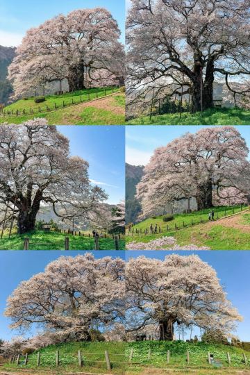 千年の樹王が隠しきれない！岡山の醍醐桜が息をのむ美しさ | Trip.com 真庭