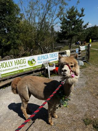 A Delightful Alpaca Trek Experience Full of Care and Charm