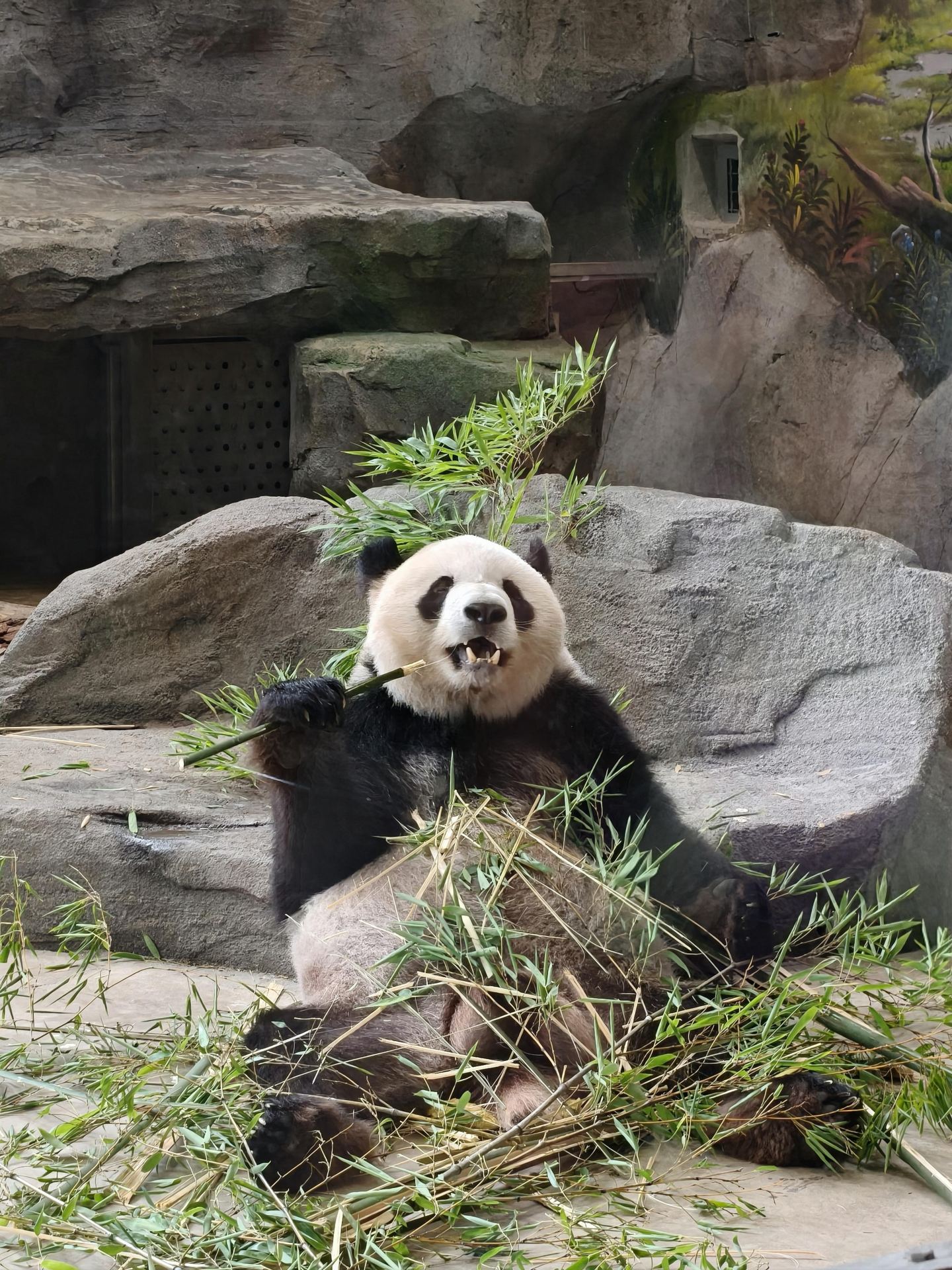 You can now see giant pandas in Fuzhou!