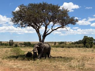 Unforgettable 3-Day Masai Mara Safari with Excellent Guides