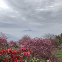 阿本農場櫻花祕境 - 南投水里賞櫻景點