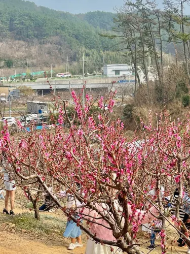 부산에서 매화꽃이 가득한곳 !!!