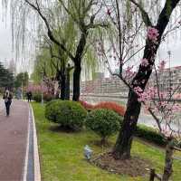 【上海・蘇州河畔】桜を見ながら散歩はいかが