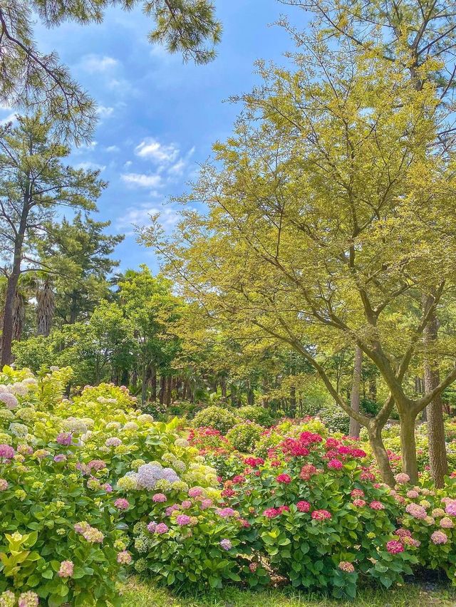 5월부터 시작되는 제주 수국시즌🌸