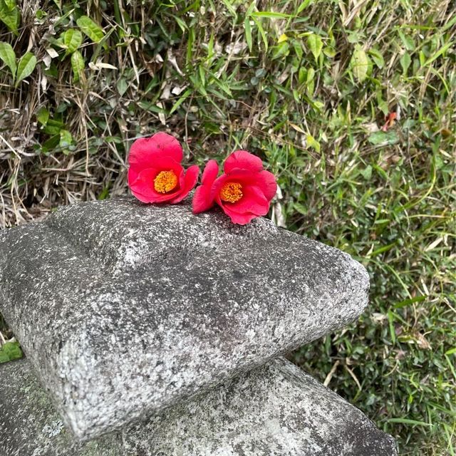 鶴ケ岡八幡宮⛩