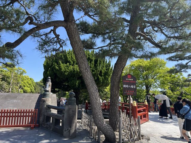 漫遊鎌倉｜小町通商店逛街採買、鶴岡八幡宮參拜
