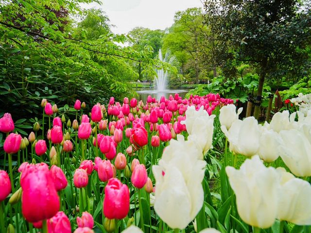 荷蘭🇳🇱全世界最大最美鬱金香花園🌷 荷蘭🇳🇱全世界最大最美鬱金香花園🌷