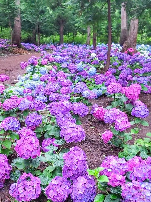 올해도 역대급 수국천국 예정인 보성 숲정원 윤제림🩷
