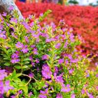 Pretty Fresh Garden in Da Lat