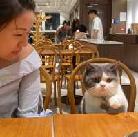 旺角兆萬貓萌Urban Cafe