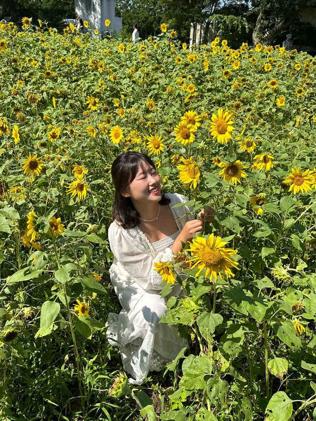 제주 초가을 꽃들 만나기 좋은 ‘항파두리 항몽유적지’