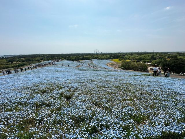 關東整片藍海~常陸海濱公園粉蝶花