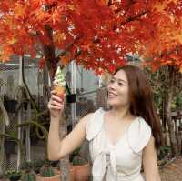 อุโมงค์เมเปิ้ลก็แค่กาญจนบุรี