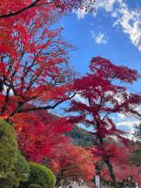 교토 가볼만 한 곳 1순위, 기요미즈데라 (청수사)🍁