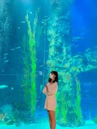 추위걱정 없는 실내 데이트는 아쿠아리움🩵🐠