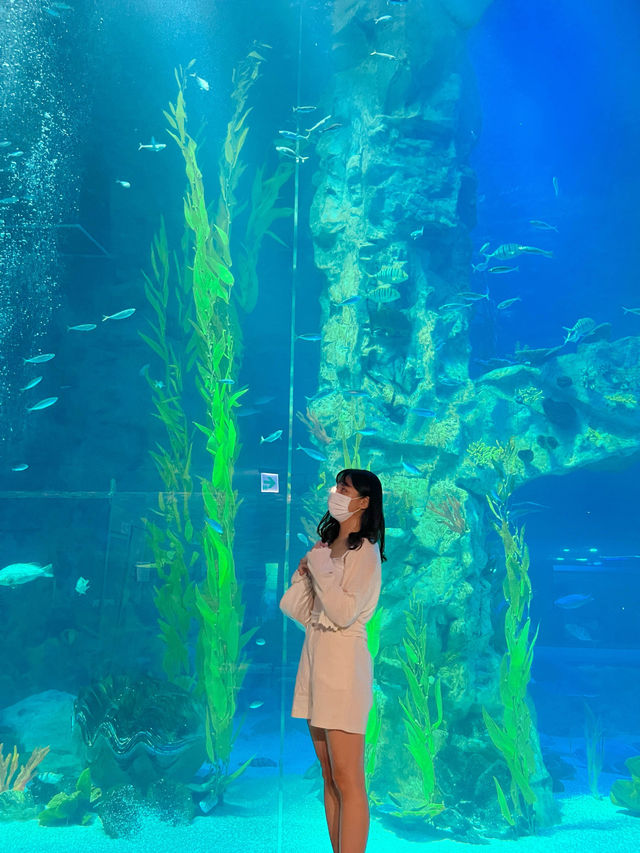 추위걱정 없는 실내 데이트는 아쿠아리움🩵🐠