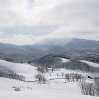 눈꽃세상❄️ 대관령 양떼목장