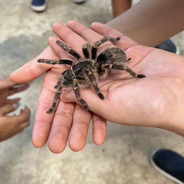 치앙마이 insect zoo