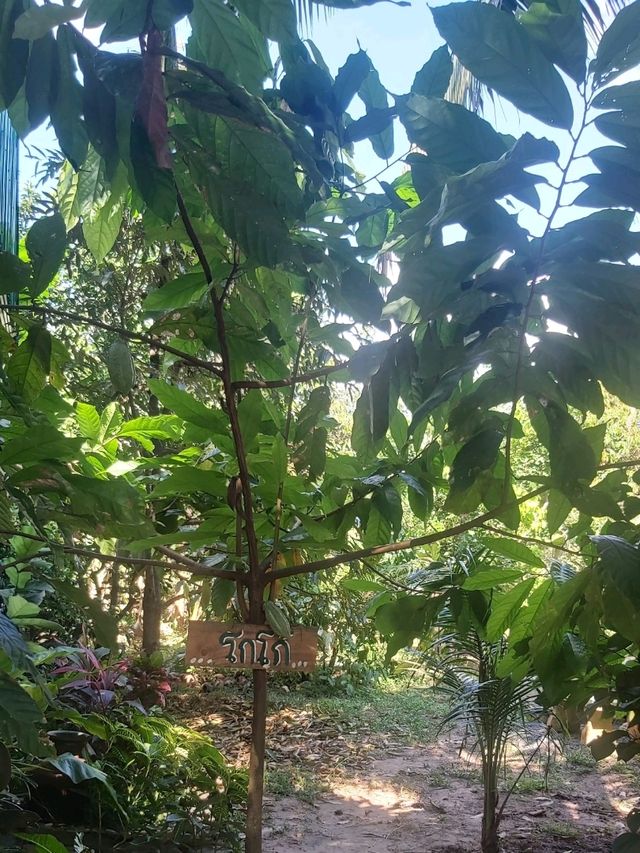 Cafe and Garden สวนเกษตร2000