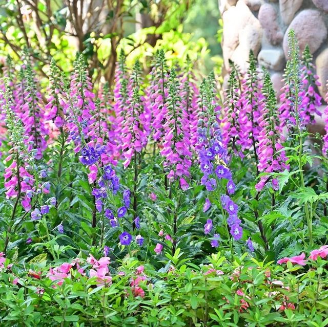 元朗公園靚靚花卉👍👍👍