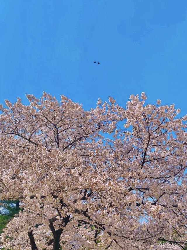 정독 도서관에서 벚꽃을 정독해볼까 ! 🌸