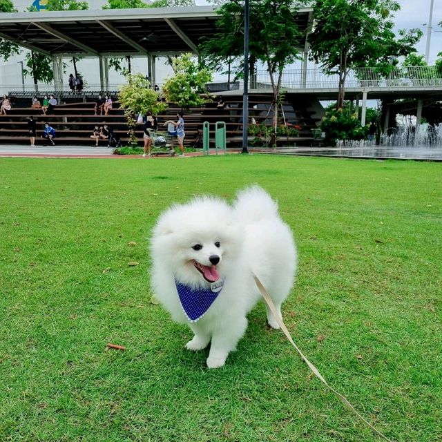 Mega Park สวนสาธารณะสำหรับคนรักน้องหมา | เข้าฟรี!