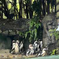 Singapore Zoo 
