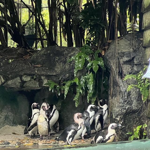 Singapore Zoo 