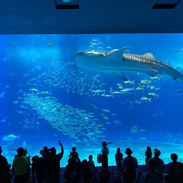 沖縄本島・本部「美ら海水族館」ジンベエザメの優雅な泳ぎを見れる水族館