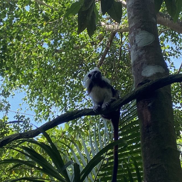 Singapore zoo day out