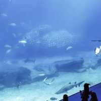 🌊🐠 海底奇幻之旅：珠海長隆海洋王國的無限樂趣 🐬