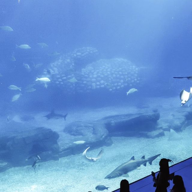 🌊🐠 海底奇幻之旅：珠海長隆海洋王國的無限樂趣 🐬